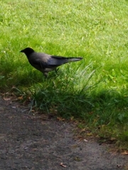 Corvus cornix
