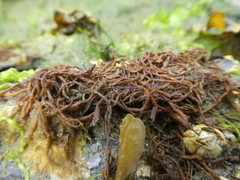Ectocarpales