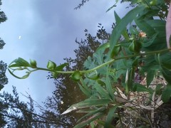 Ludwigia alternifolia