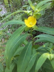 Ludwigia alternifolia