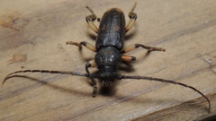 Tylonotus bimaculatus