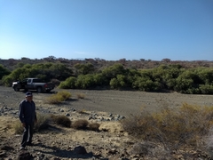 Maytenus phyllanthoides