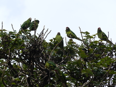 Psittacara finschi