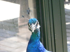 Pavo cristatus