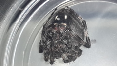 Araneae