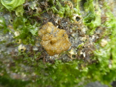 Leathesia marina