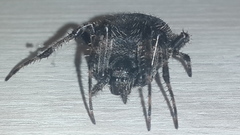 Araneae