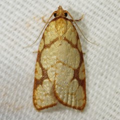 Dorithia trigonana