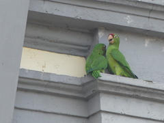 Psittacara finschi
