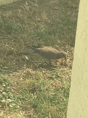 Streptopelia senegalensis