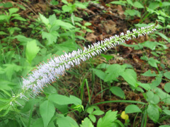Veronicastrum sibiricum