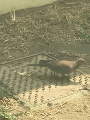 Streptopelia senegalensis