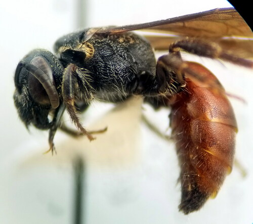 Sphecodes alternatus