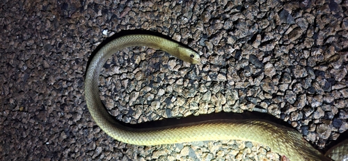 Northern Brown Snake sighting