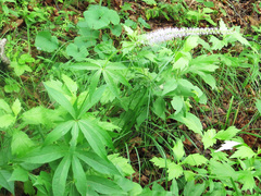 Veronicastrum sibiricum