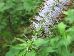 Veronicastrum sibiricum