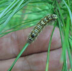 Dendrolimus superans