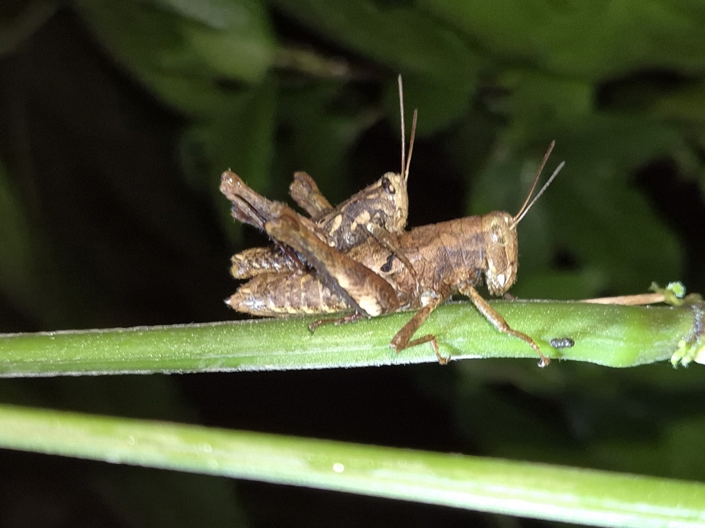Palniacris maculatus
