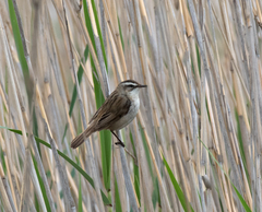 Acrocephalus melanopogon