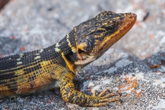 Pseudocordylus microlepidotus microlepidotus