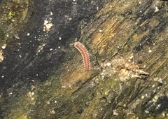 Pyrgodesmidae