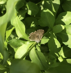 Leptotes pirithous