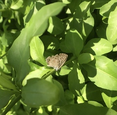 Leptotes pirithous