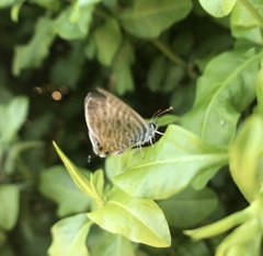 Leptotes pirithous