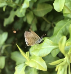 Leptotes pirithous