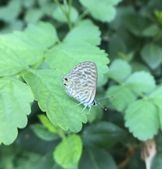 Leptotes pirithous