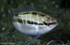 Striped Whiptail photo 3