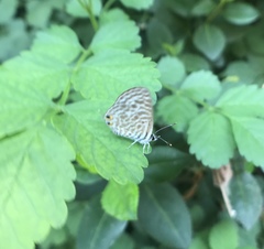 Leptotes pirithous