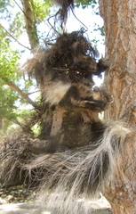 Mephitis mephitis holzneri