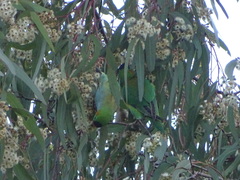 Parvipsitta porphyrocephala