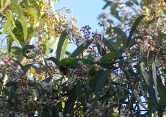 Parvipsitta porphyrocephala