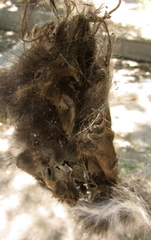 Mephitis mephitis holzneri