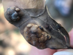 Insecta