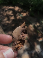 Insecta
