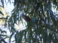 Parvipsitta porphyrocephala