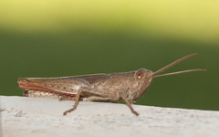 Catantopini