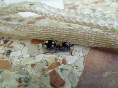 Ronisia barbarula