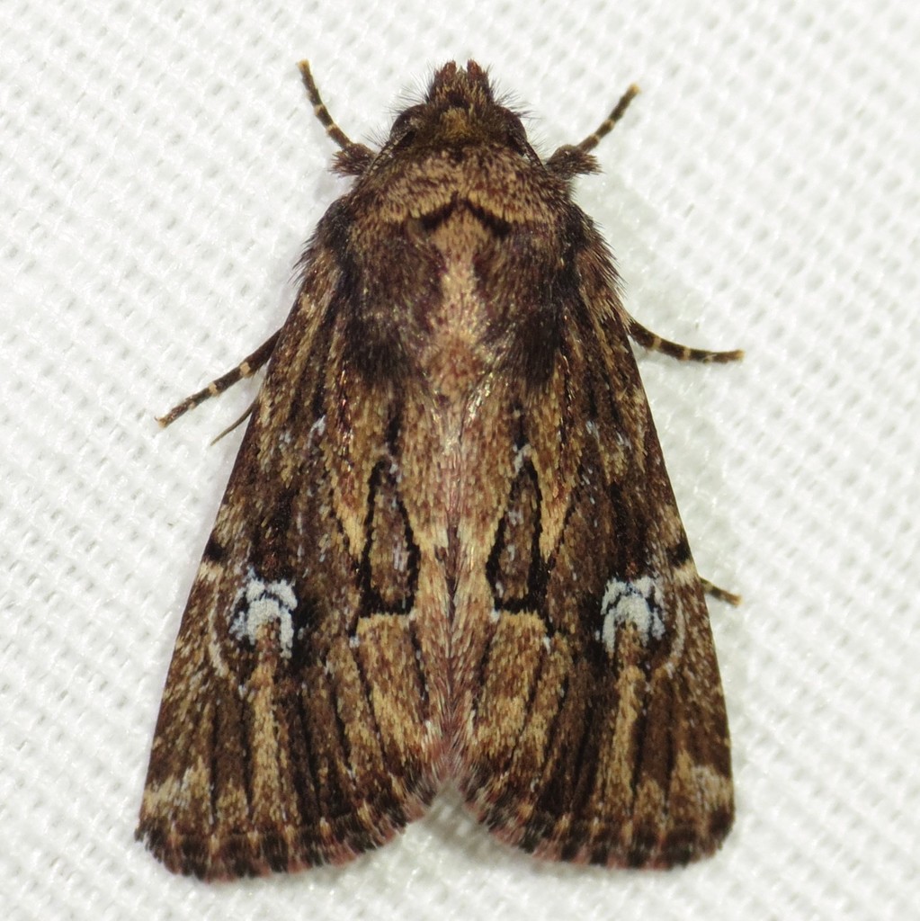 Properigea loculosa
