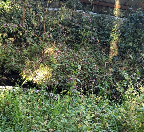 Impatiens glandulifera