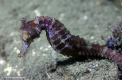 Hippocampus subelongatus