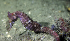 Hippocampus subelongatus