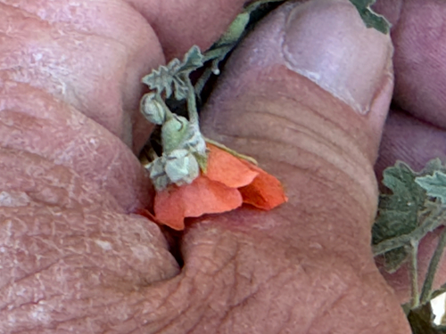 Image of Sphaeralcea laxa by (c) CK2AZ, some rights reserved (CC BY)