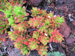Sedum × rubrotinctum