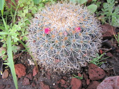 Mammillaria rhodantha