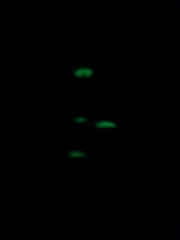Mycena chlorophos