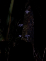 Mycena chlorophos